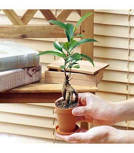Amazon.co.jp: PLANCHU 観葉植物 ガジュマル 昇り竜 8号鉢 受け皿付き